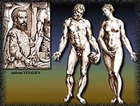 Homme/Femmes/Anatomie